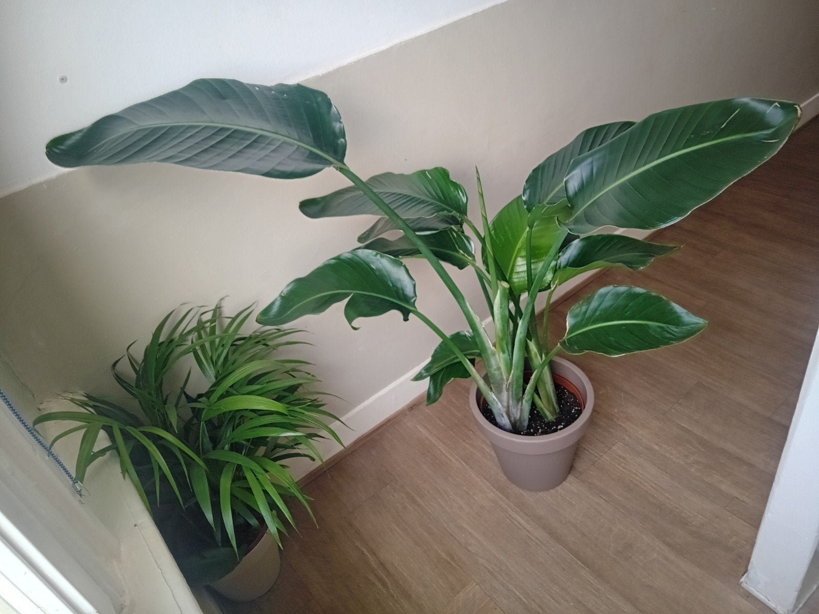 Kamerplant 120cm strelitzia       met pot €25, Huis en Inrichting, Kamerplanten, Ophalen, Overige soorten, Halfschaduw, In pot