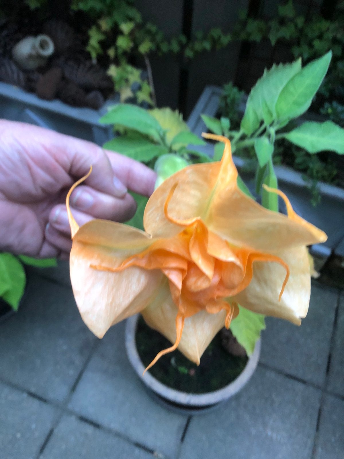 Brugmasia.  Martine, Tuin en Terras, Ophalen of Verzenden, Overige soorten, Volle zon