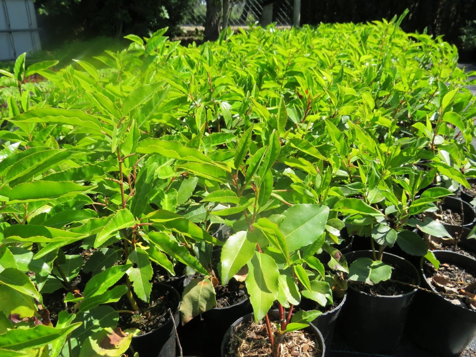 Portugese laurier. Prunus Lusitanica angustifolia. P9 plant, Ophalen of Verzenden, Laurier, Haag, Minder dan 100 cm