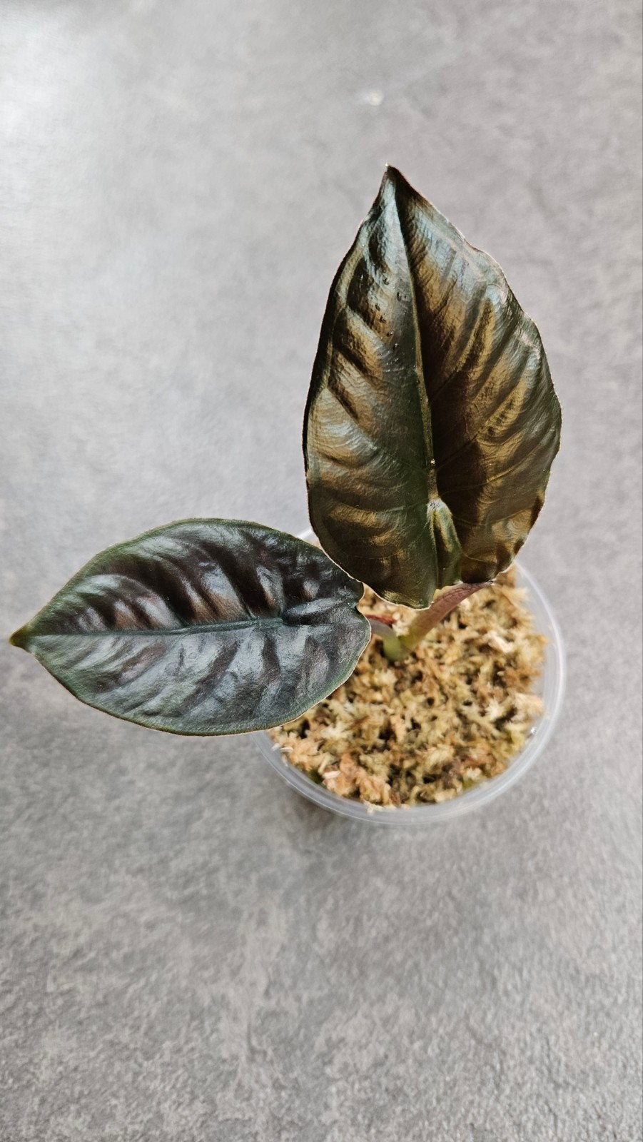 Alocasia infernalis, Ophalen of Verzenden, Halfschaduw, Minder dan 100 cm