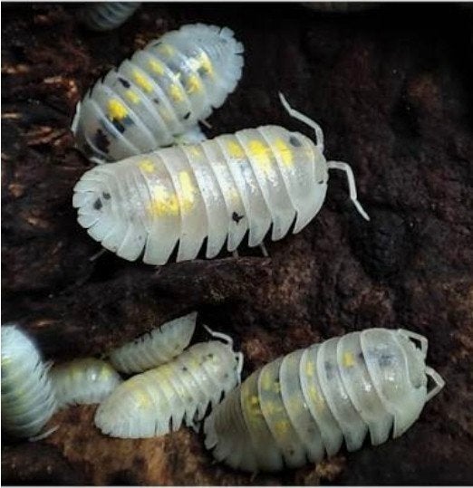 Armadillidium granulatum magic potion, Dieren en Toebehoren, Insecten en Spinnen, Overige soorten