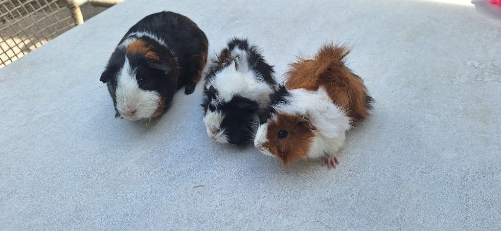 cavia's mannetjes (beren) en vrouwtjes (zeugen) met hok, Dieren en Toebehoren, Knaagdieren, Cavia, Juli, Meerdere dieren, Tam