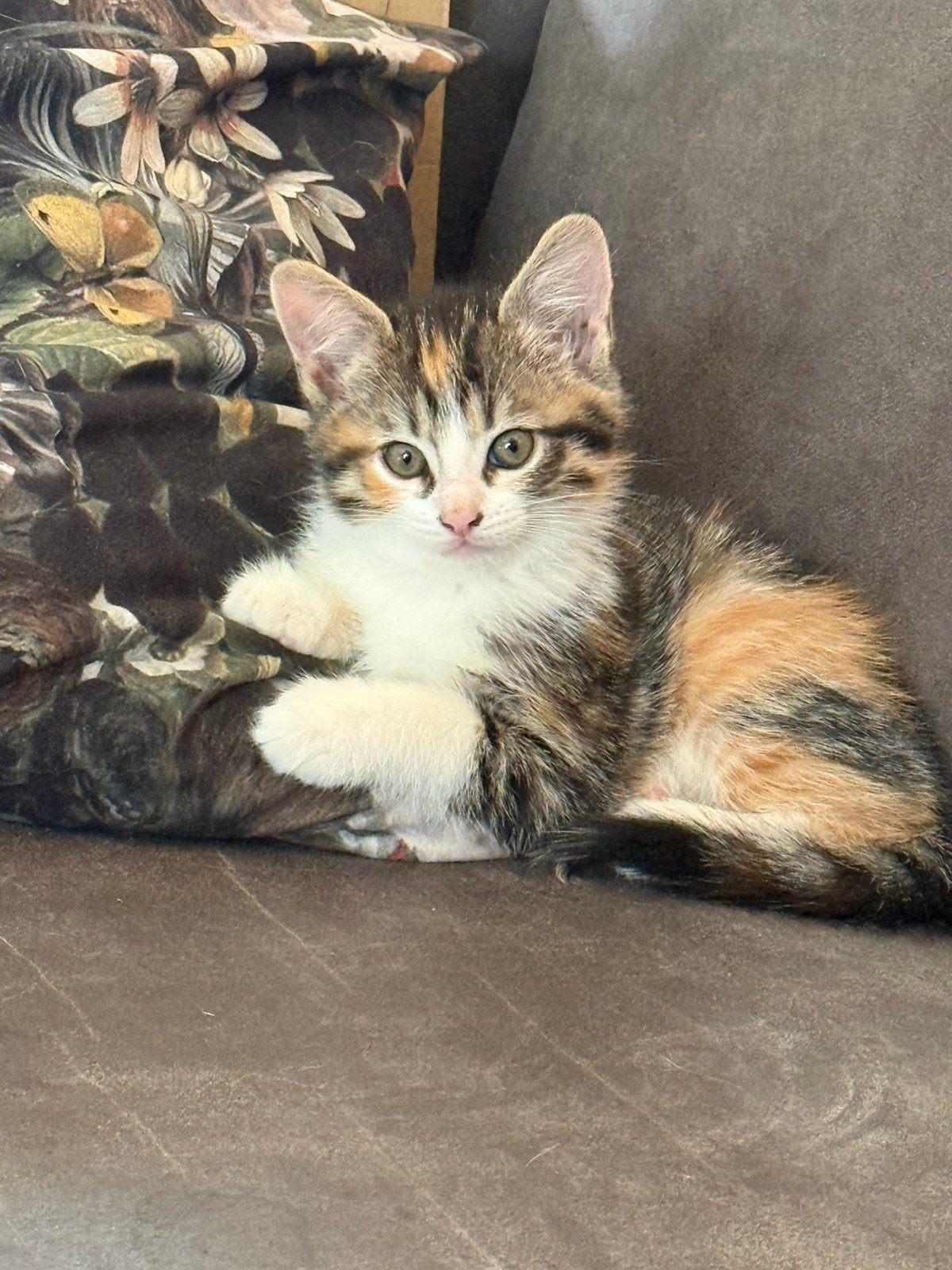 Zeer mooie lieve kruising Ragdoll kittens, Meerdere dieren