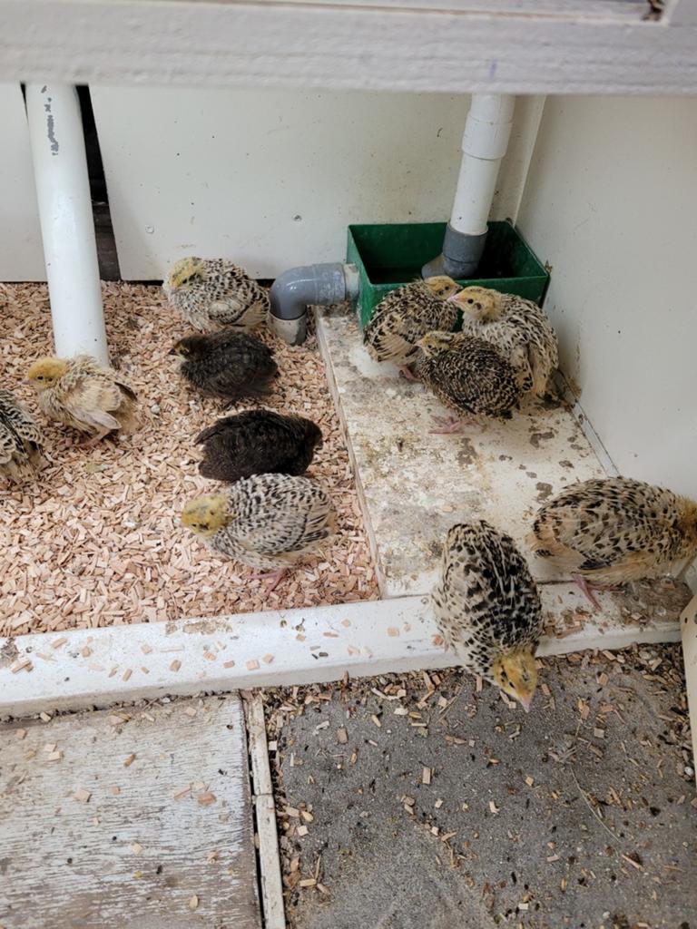 Japanse kwartels 6 weken oud, Dieren en Toebehoren, Pluimvee, Geslacht onbekend, Overige soorten