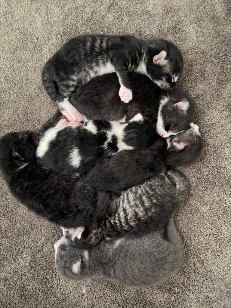 Half Maine Coon kittens - nog 3 beschikbaar, Meerdere dieren, Ontwormd