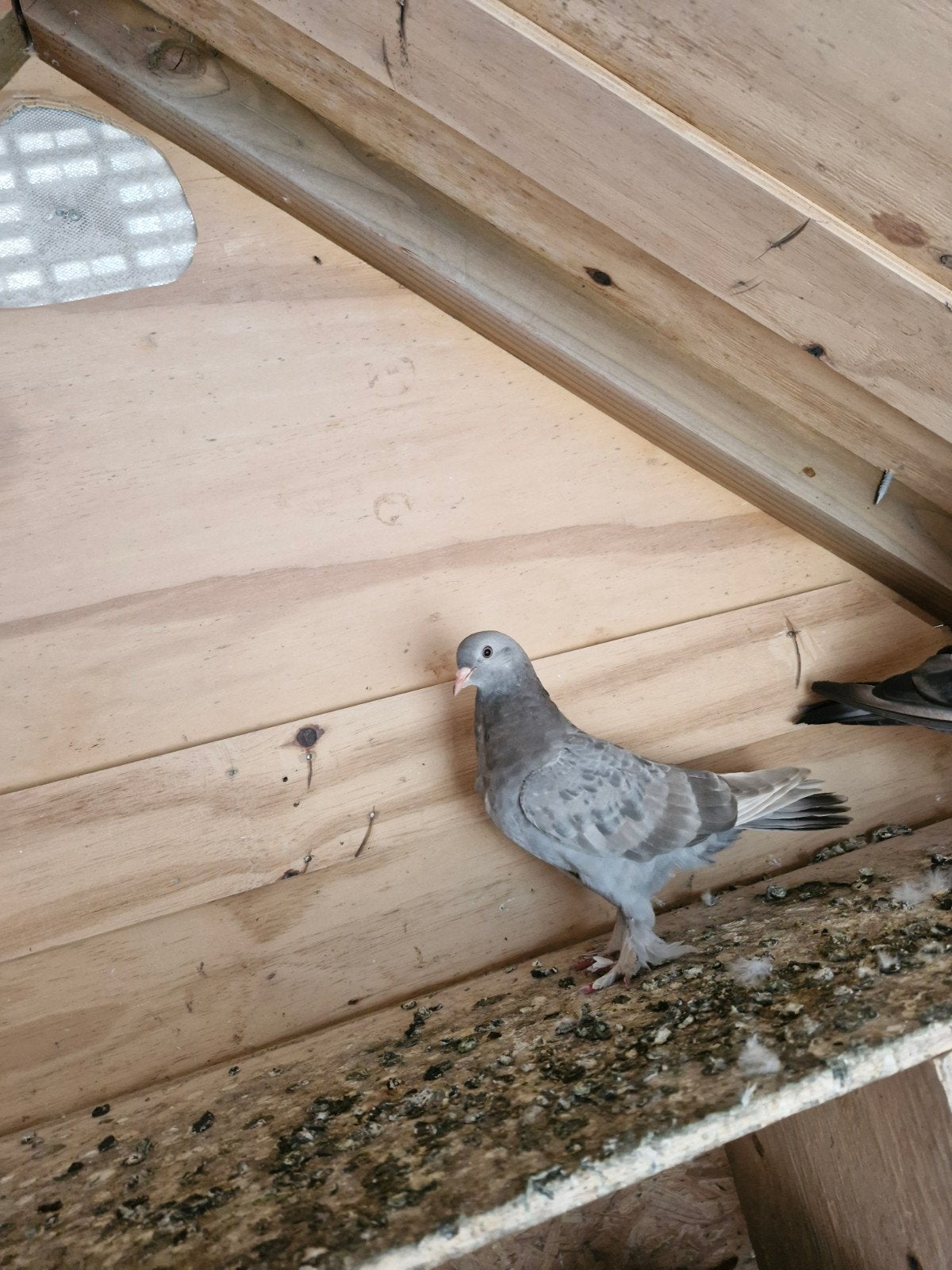 Jong Takla Duif, Geslacht onbekend