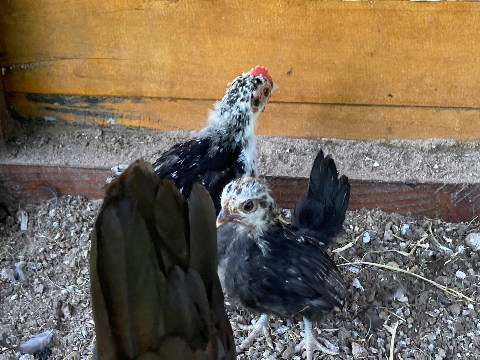 Serama kuikens, Dieren en Toebehoren, Pluimvee, Meerdere dieren, Kip