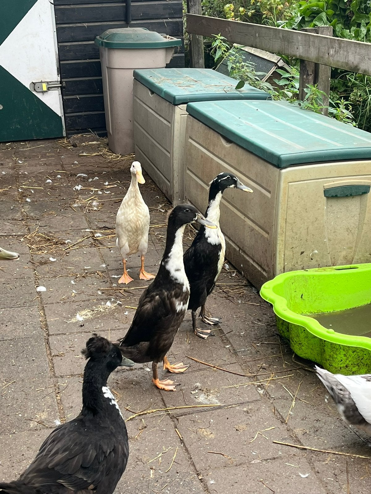 Jonge loopeenden koppels, Dieren en Toebehoren, Pluimvee, Meerdere dieren, Eend