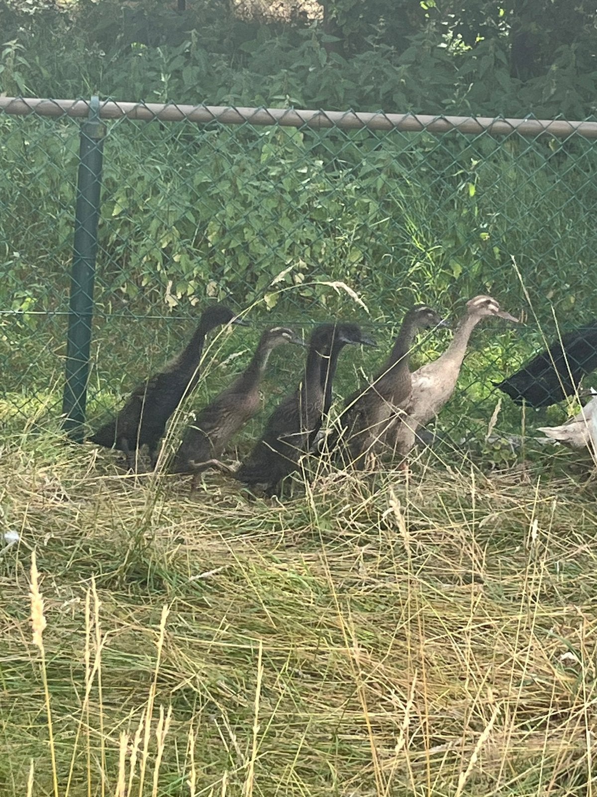 Indische loopeenden!, Dieren en Toebehoren, Pluimvee, Geslacht onbekend, Eend