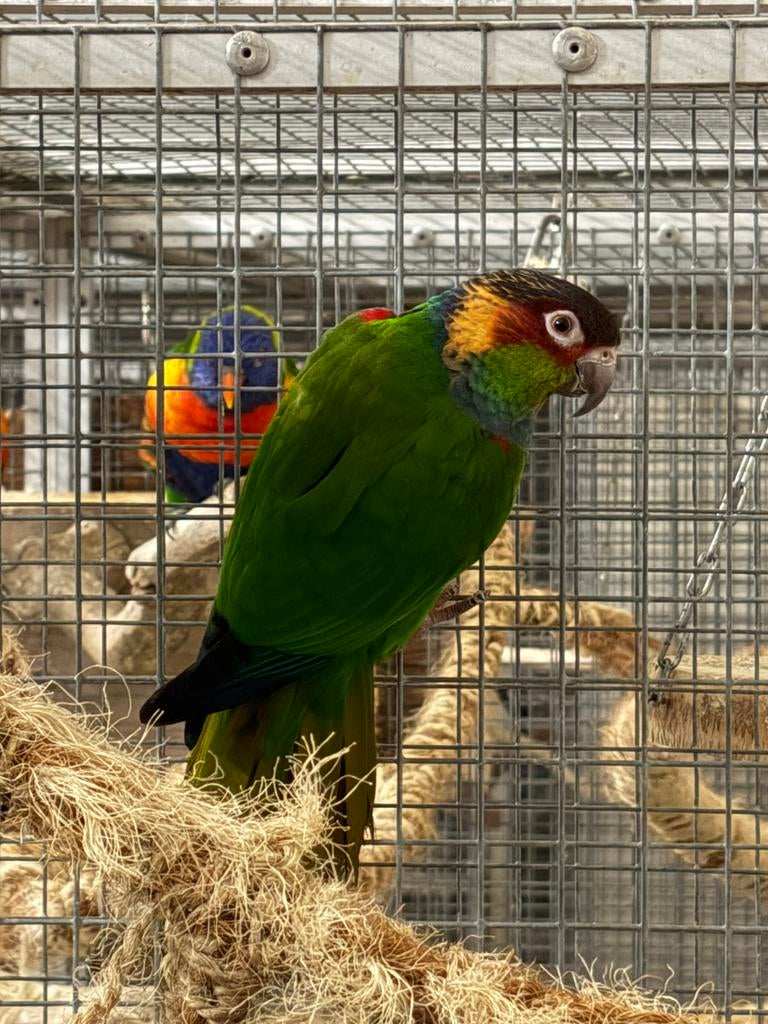 Koppel pyrrhura cruentata & pineapple, Dieren en Toebehoren, Vogels | Parkieten en Papegaaien, Meerdere dieren, Parkiet, Geringd