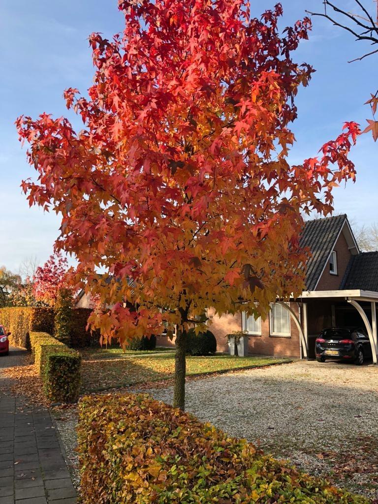 AMBERBOOM, Liquidambar styraciflua, mooie zware bomen!!!!, Tuin en Terras, Planten | Bomen, Overige soorten, 250 tot 400 cm, Halfschaduw