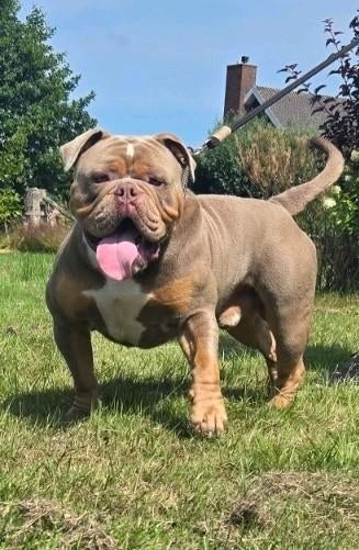 Old English Bulldog dekreu, Reu, 1 tot 2 jaar, Parvo, Bulldog