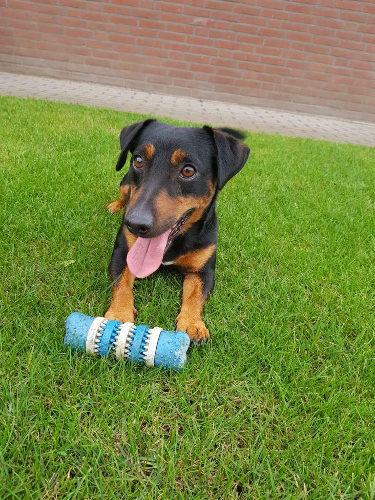 jack russel,russell,black and tan, dekreu, Dieren en Toebehoren, Honden | Dekreuen, 6 jaar of ouder, Reu, Parvo, Eén hond