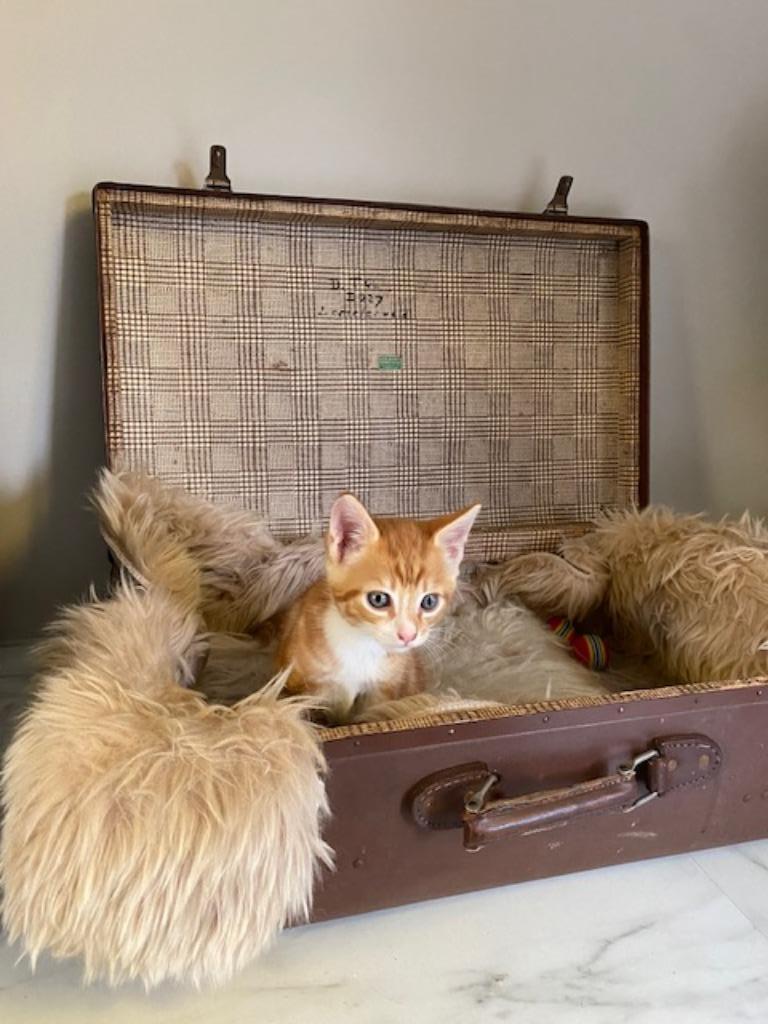 Lieve speelse kitten (kater), 0 tot 2 jaar