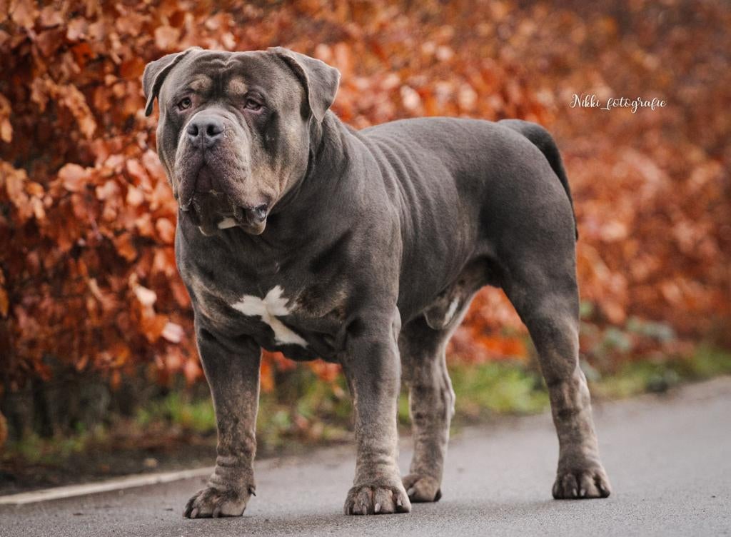 American Bully - XL-XXL Tri color dekreuen, Reu, Meerdere, CDV (hondenziekte), 3 tot 5 jaar