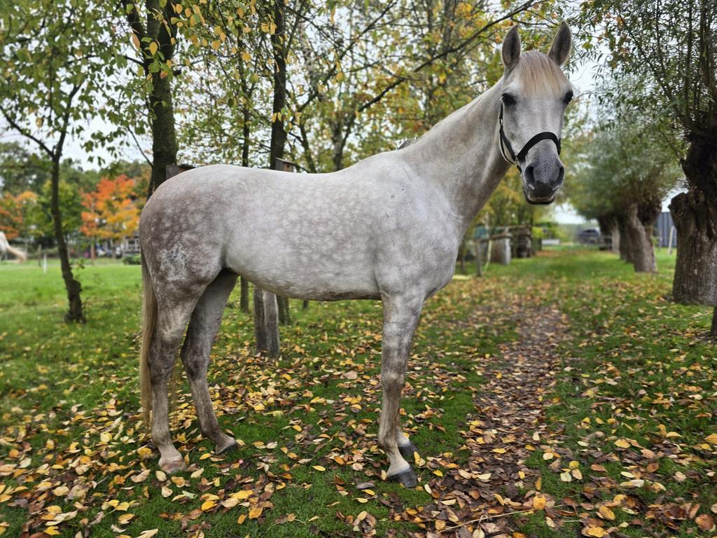 Lease/verzorgpony aangeboden, Ophalen, Nieuw