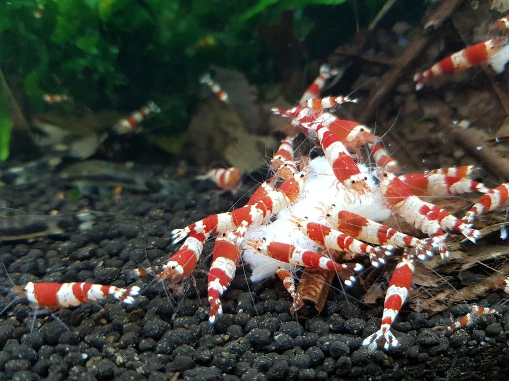 Crystal Red garnalen, Kreeft, Krab of Garnaal, Zoetwatervis, Schoolvis