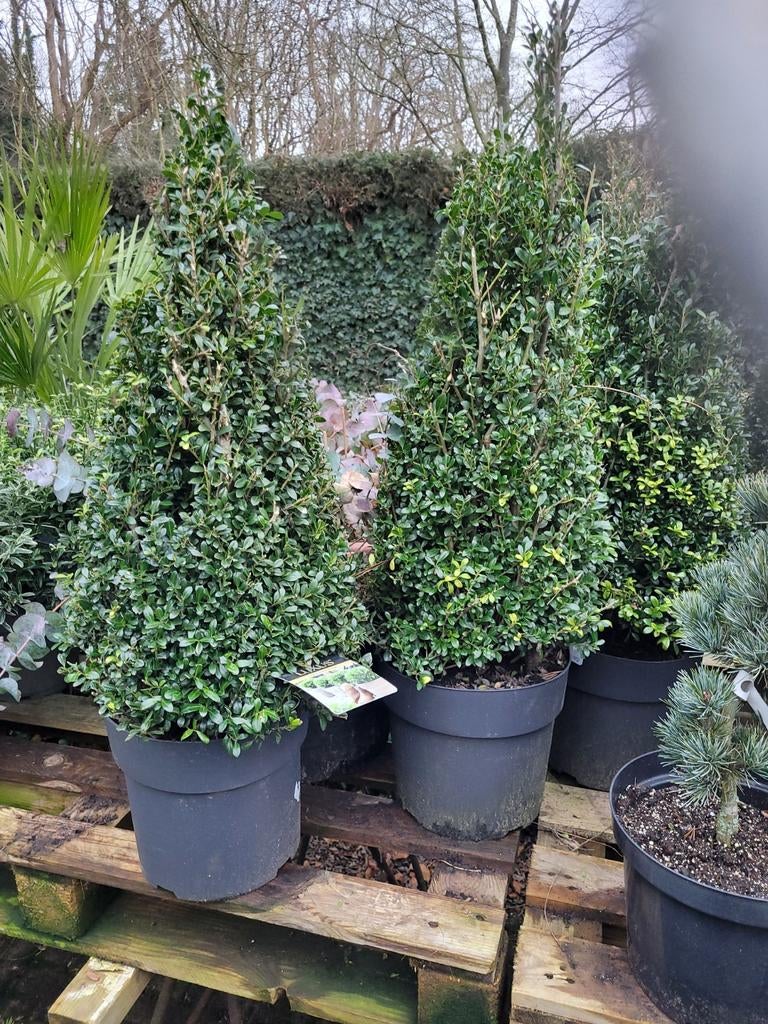 Ilex Crenata 'Pyramide' Gesnoeid, Tuin en Terras, Planten | Bomen, Bloeit niet, Halfschaduw, Overige soorten, 100 tot 250 cm