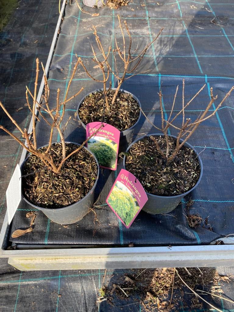 Hortensia limelight, Tuin en Terras, Planten | Tuinplanten, Ophalen, Overige soorten, Halfschaduw