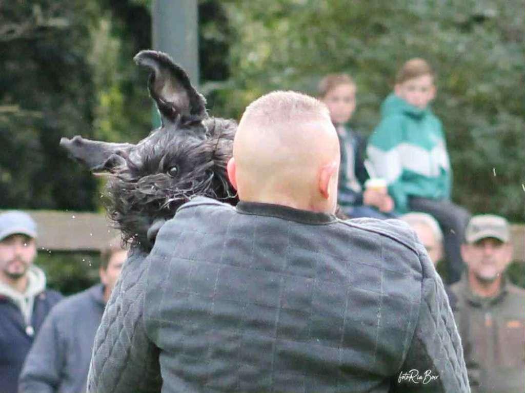 Bouvier Dekreu, Nederland, Reu, Eén hond, 3 tot 5 jaar