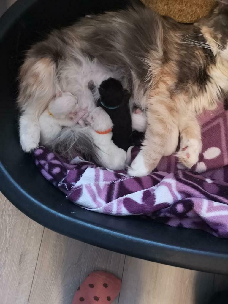 Foto 20 van Ragdoll DNA GETEST(dekkater)NIET TE KOOP