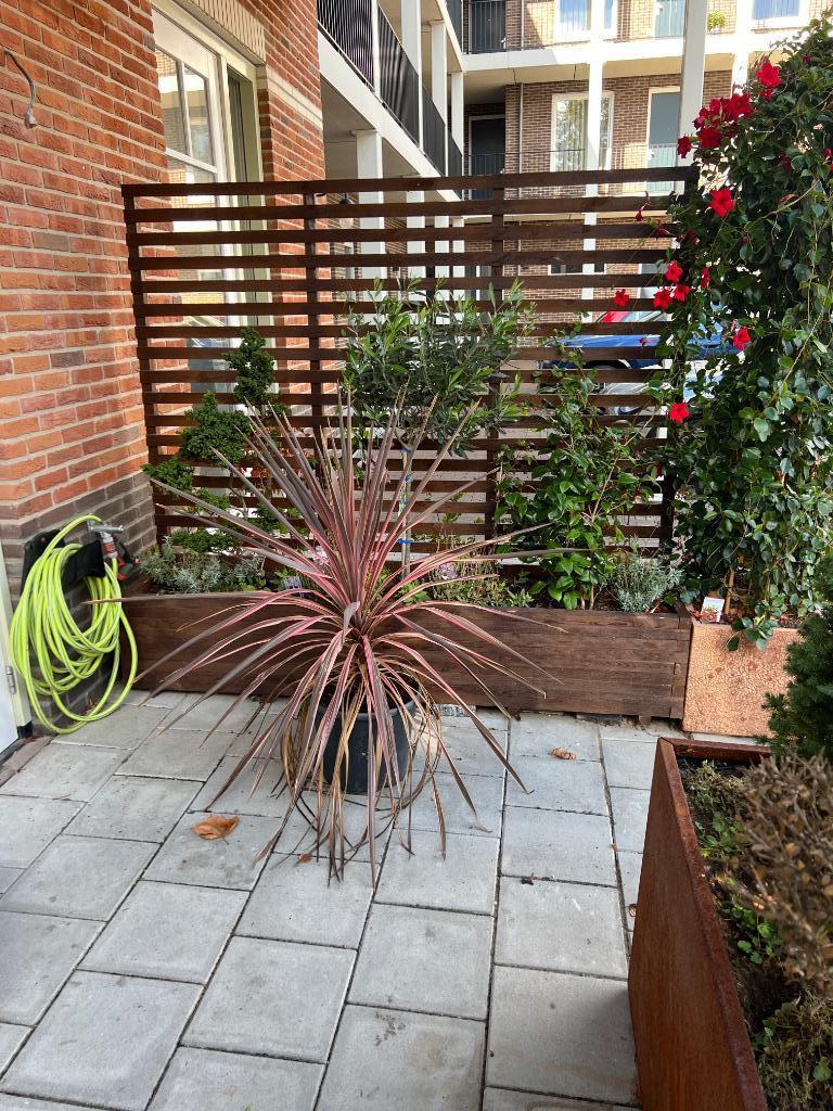 Bloembakken van hout 200cm x40x36 mogelijk met trellis 176cm, Toon van de Laarstraat 1 5701TK Helmond, 100 cm of meer, Nieuw, Ophalen of Verzenden