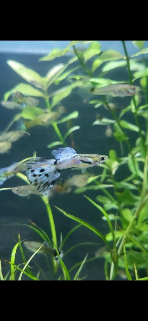 Guppen, Dieren en Toebehoren, Vissen | Aquariumvissen, Vis, Zoetwatervis, Schoolvis