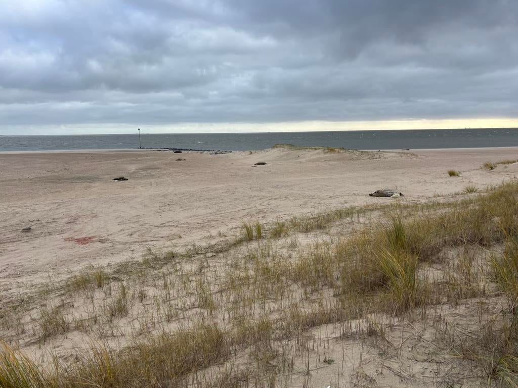 Fijn en betaalbaar appartement op Vlieland, Internet, 2 slaapkamers, Waddeneilanden, 3 personen