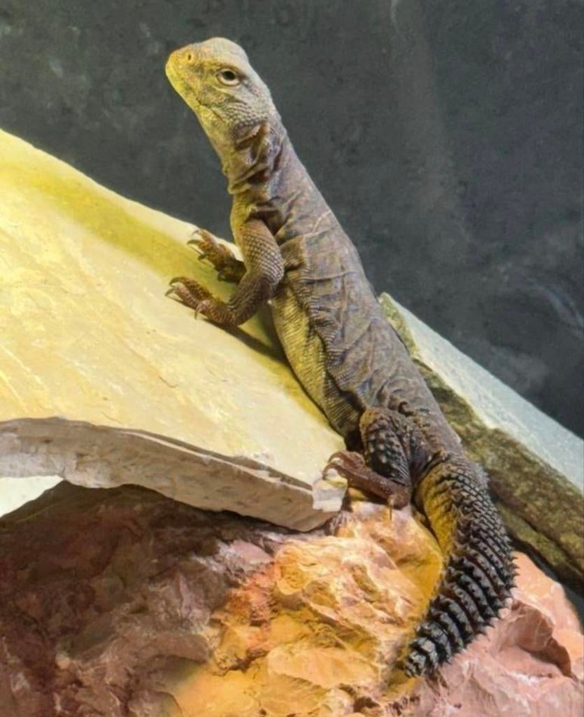 Uromastyx dispar flavifasciata 0.0.2, Dieren en Toebehoren, Reptielen en Amfibieën, Hagedis, Tam, 0 tot 2 jaar