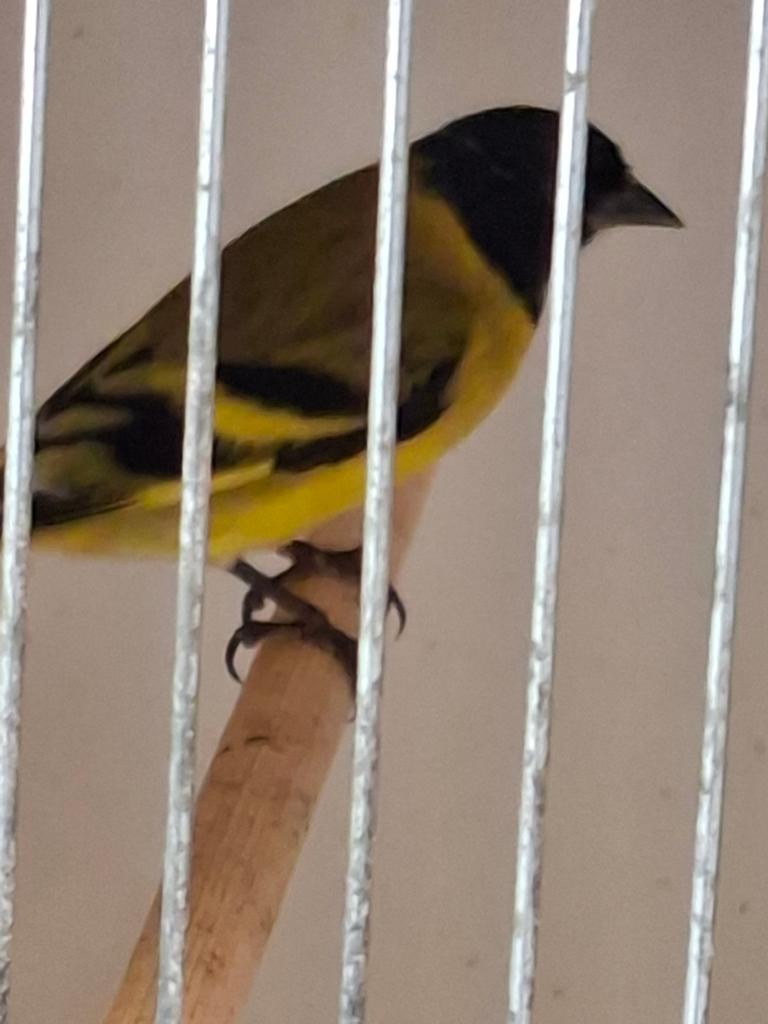 Zwartkopsijs man, Dieren en Toebehoren, Mannelijk, Geringd
