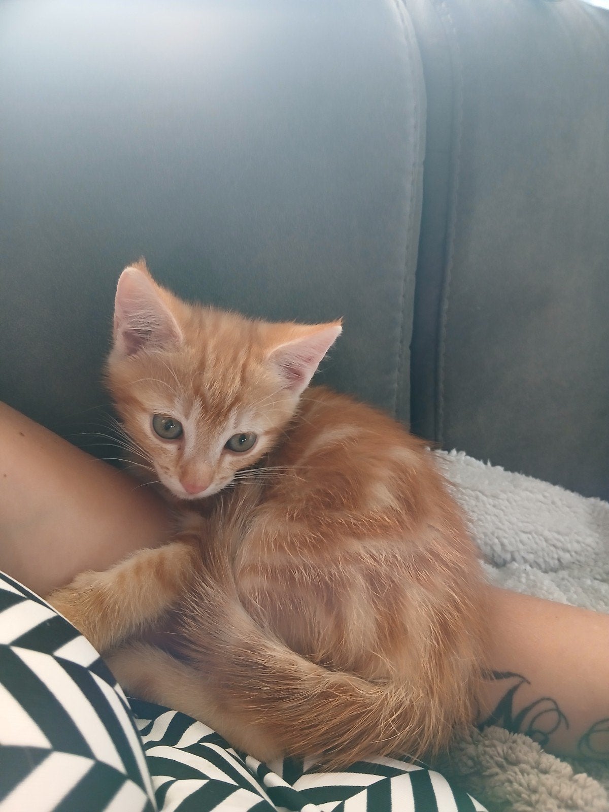 Rood kitten poesje, Dieren en Toebehoren, Poes