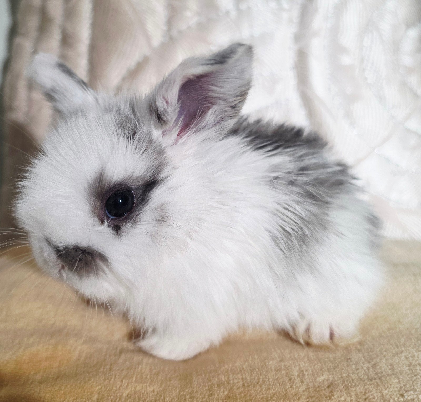 baby konijn minilops, Meerdere dieren, Overige typen, Tam, September