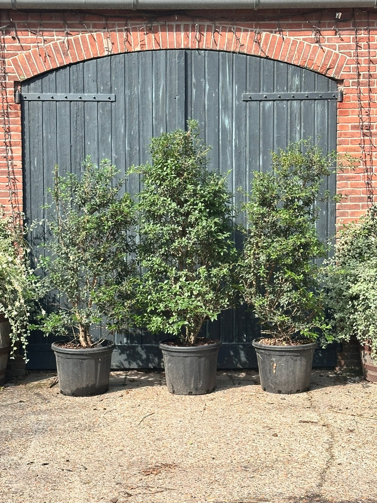 Osmanthus x burkwoodii struik (schijnhulst), Overige soorten, Minder dan 100 cm, Zomer, Ophalen