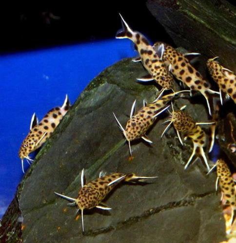 Synodontis petricola dwarf ( meervallen ), Vis