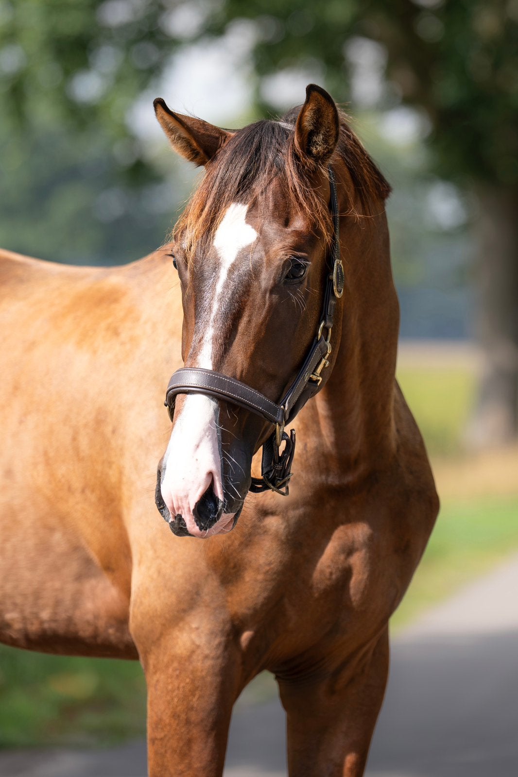Aansprekende 2,5 jarige hengst, Met stamboom, Dressuurpaard, Hengst, Onbeleerd