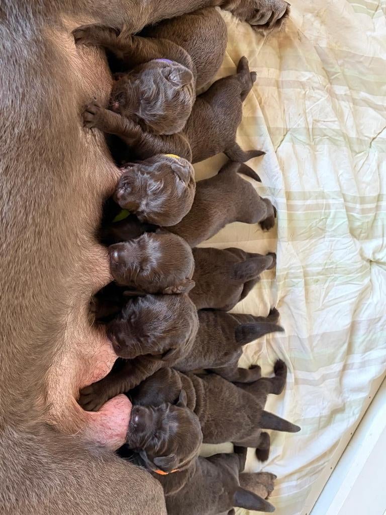 Alleen dit weekend 750  Mooi mix labrador pups, Dieren en Toebehoren, Honden | Retrievers, Spaniëls en Waterhonden, Parvo, 8 tot 15 weken