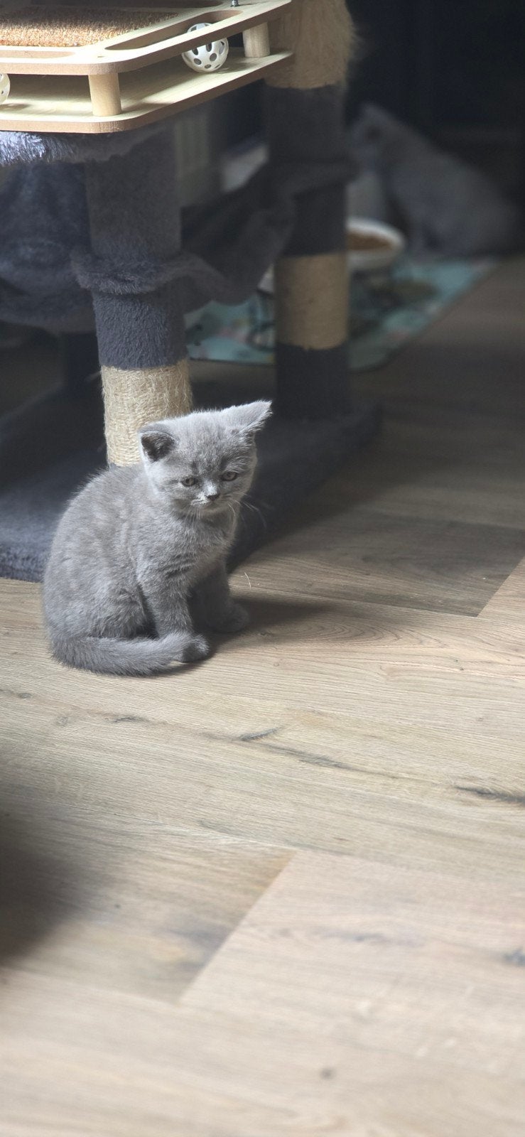 British Shorthair, Dieren en Toebehoren, Meerdere dieren