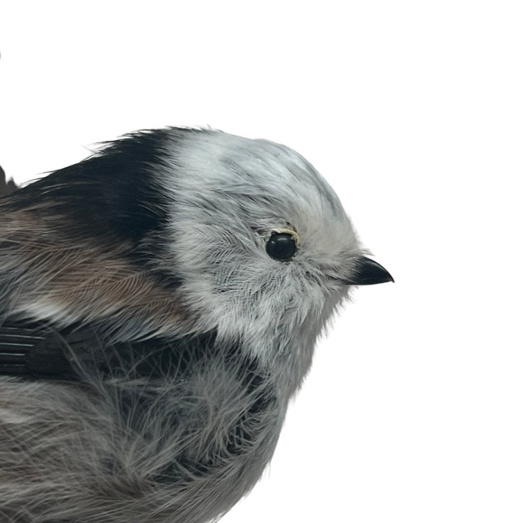 Opgezette staartmees / staarmees taxidermie, Ophalen of Verzenden, Nieuw, Vogel, Opgezet dier