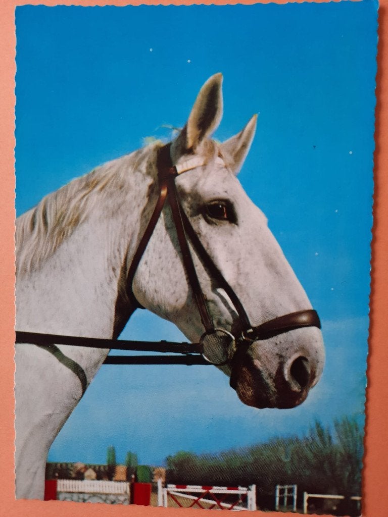 ansichtkaart paard veulen, Verzamelen, Ansichtkaarten | Dieren, Ophalen, 1960 tot 1980, Gelopen, Paard