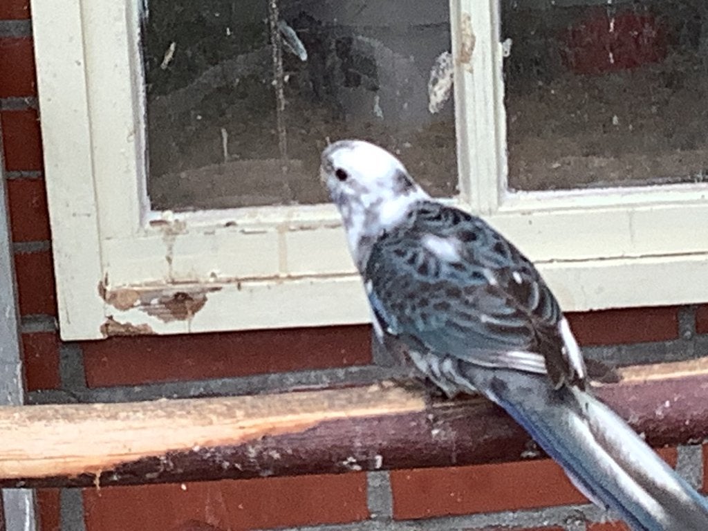Pennant rosella bont, Dieren en Toebehoren, Meerdere dieren, Parkiet, Geringd