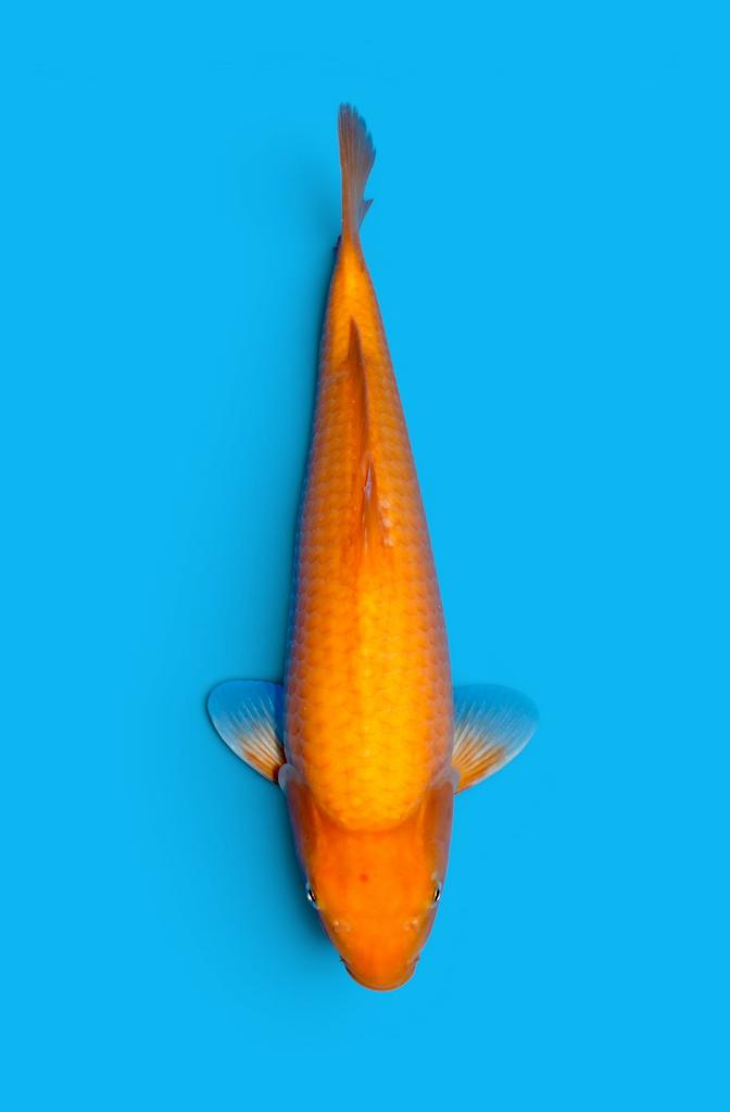 Sakai papaya (mango) karashigoi, Karper of Koi