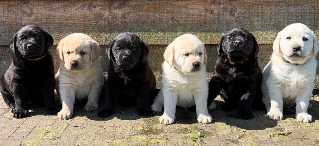 Labrador pups, 8 tot 15 weken, Labrador retriever, Parvo, Meerdere