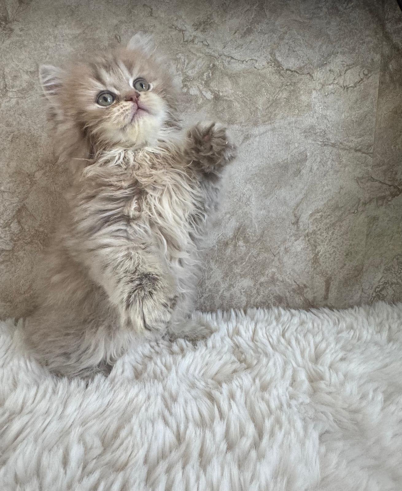 Schattige Bluepoint x Golden Blue Shaded kittens, Dieren en Toebehoren, Katten en Kittens | Raskatten | Langhaar, Meerdere dieren