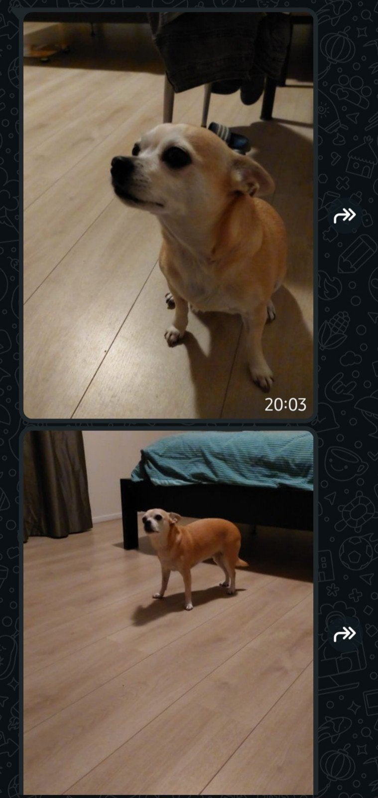 goed tehuis gezocht, Dieren en Toebehoren, 6 jaar of ouder, Teef, Eén hond, Chihuahua