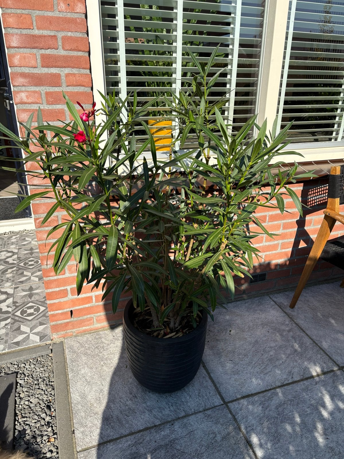 Grote Oleander plant - 130 cm hoog, heeft buiten gestaan, Tuin en Terras, Volle zon, Vaste plant, Zomer, Ophalen
