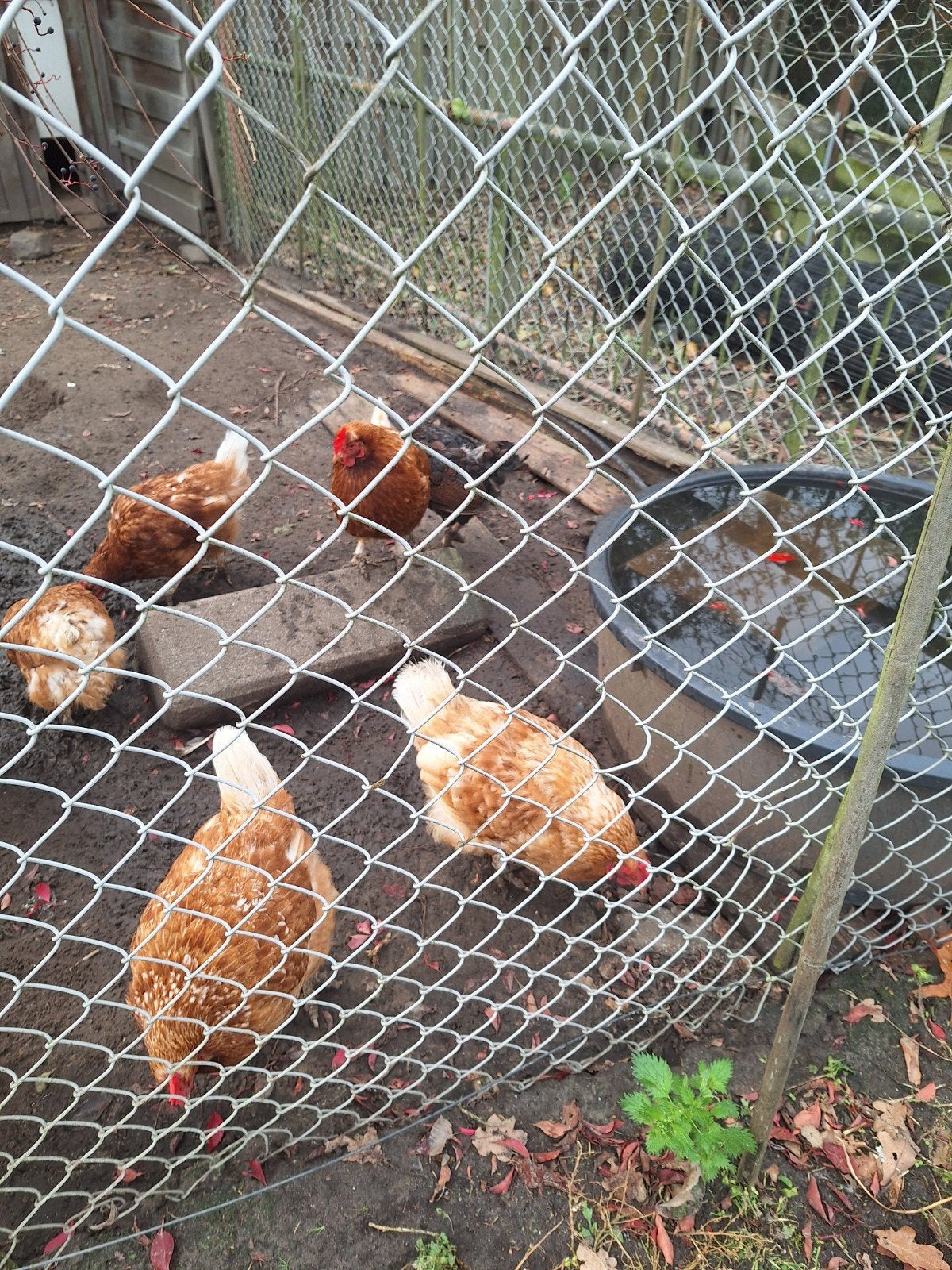 kippen voor de slacht, Dieren en Toebehoren, Vrouwelijk, Kip