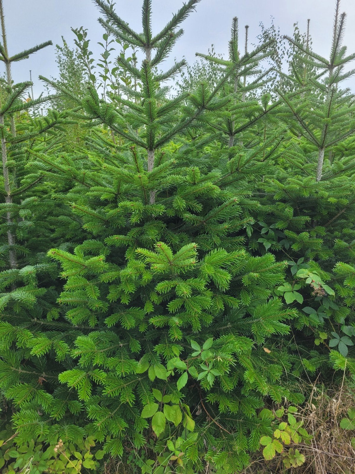 Kerstbomen en coniferen (1,5-3m) - Partij/Particulier, Tuin en Terras, Ophalen, Vaste plant, Overige soorten
