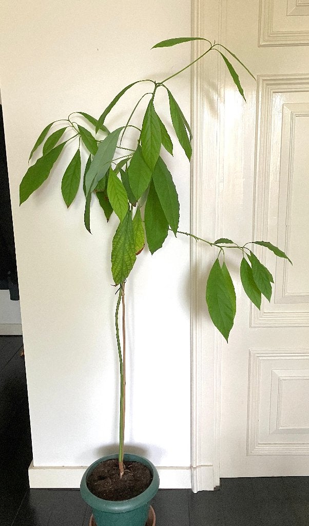Avocadoplant, Ophalen, Halfschaduw, In pot, 150 tot 200 cm