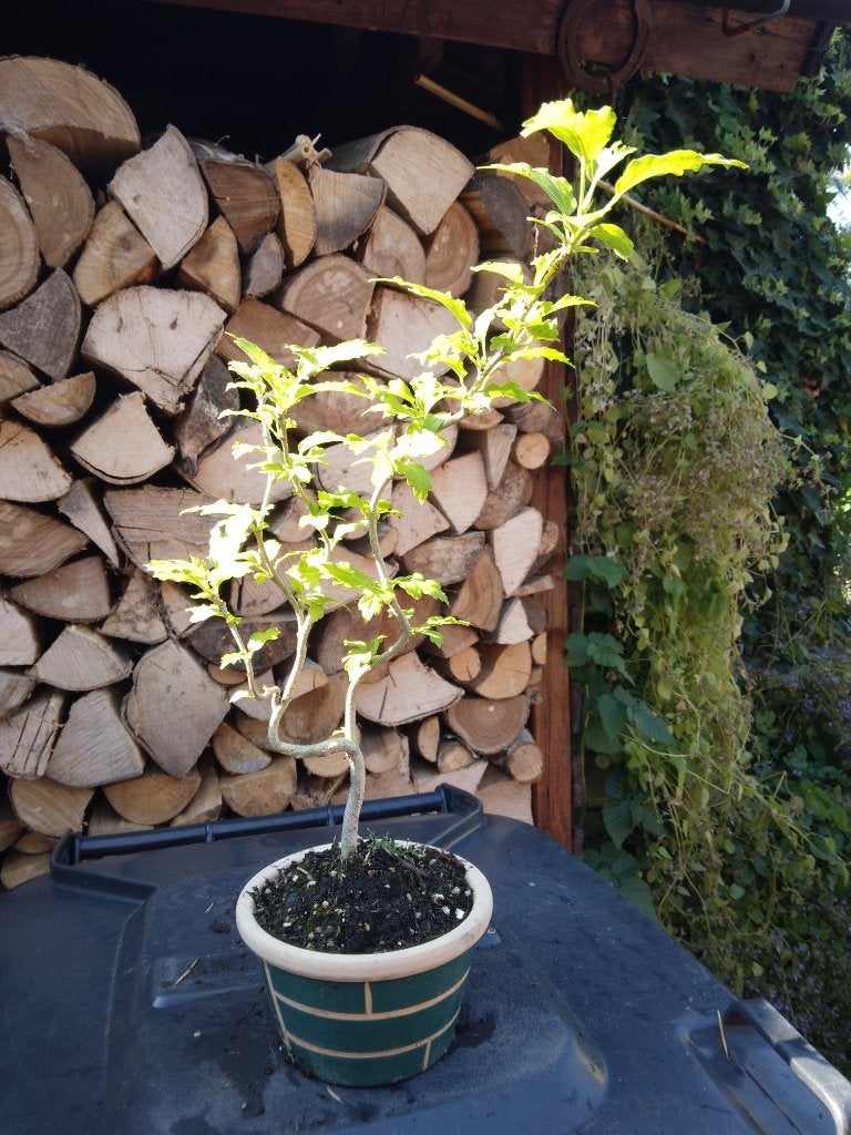 Bonsai, Tuin en Terras, Planten | Tuinplanten, Overige soorten, Volle zon, Zomer, Ophalen