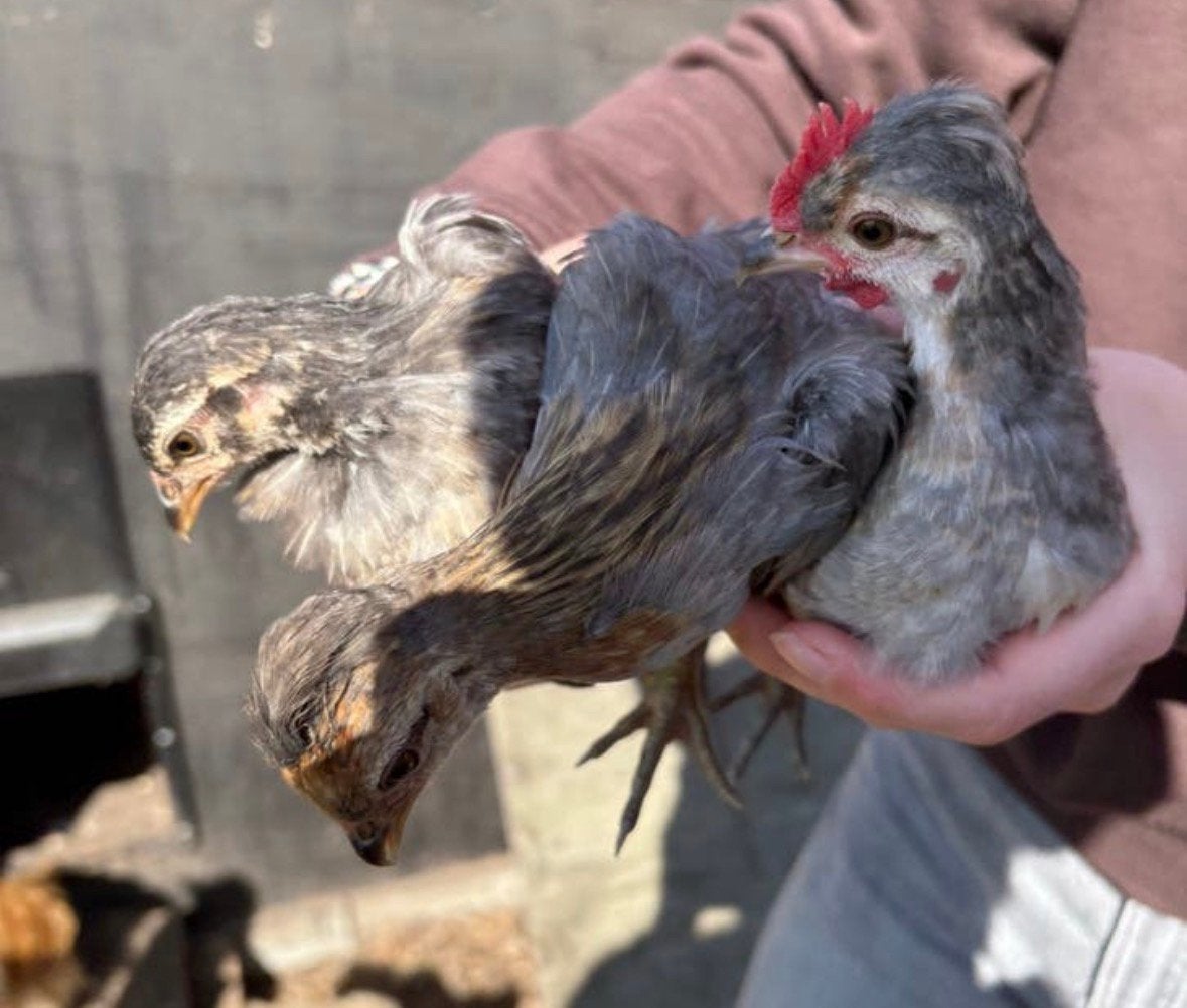 6 krielkippen, Dieren en Toebehoren, Pluimvee, Kip, Meerdere dieren